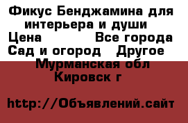 Фикус Бенджамина для интерьера и души › Цена ­ 2 900 - Все города Сад и огород » Другое   . Мурманская обл.,Кировск г.